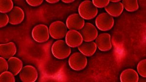 red-blood-cells